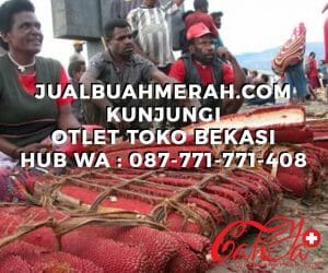 jual buah merah di bekasi