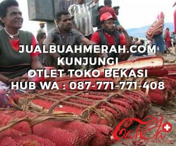 jual buah merah di bekasi jual buah merah di bekasi