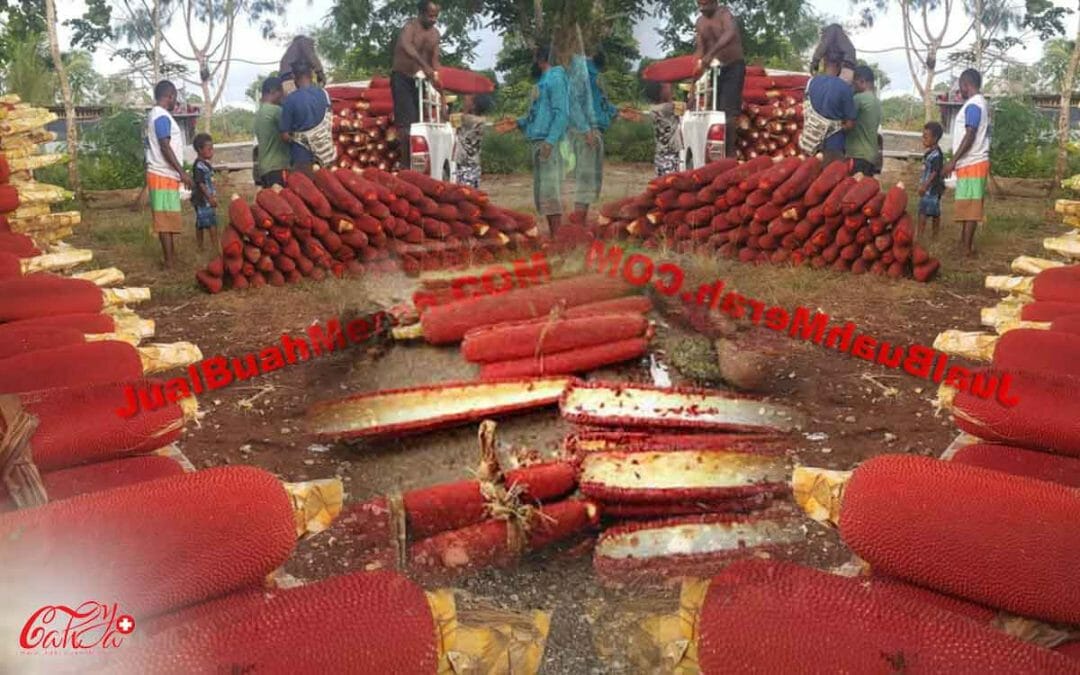 Getah Buah Merah Papua dan Manfaatnya Untuk Herbal