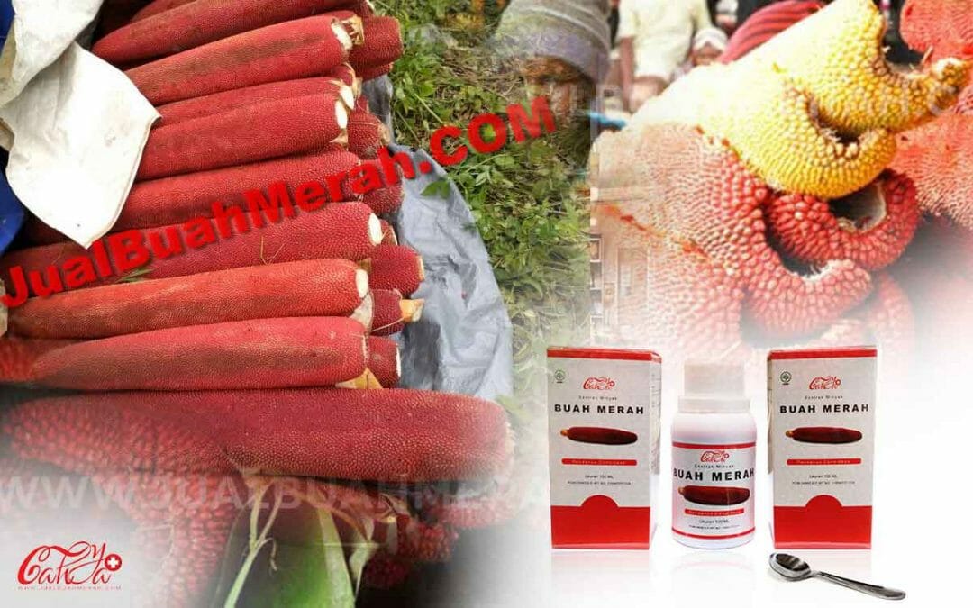 Harga Buah Merah Papua Asli yang Dijual Dalam Beberapa Varian