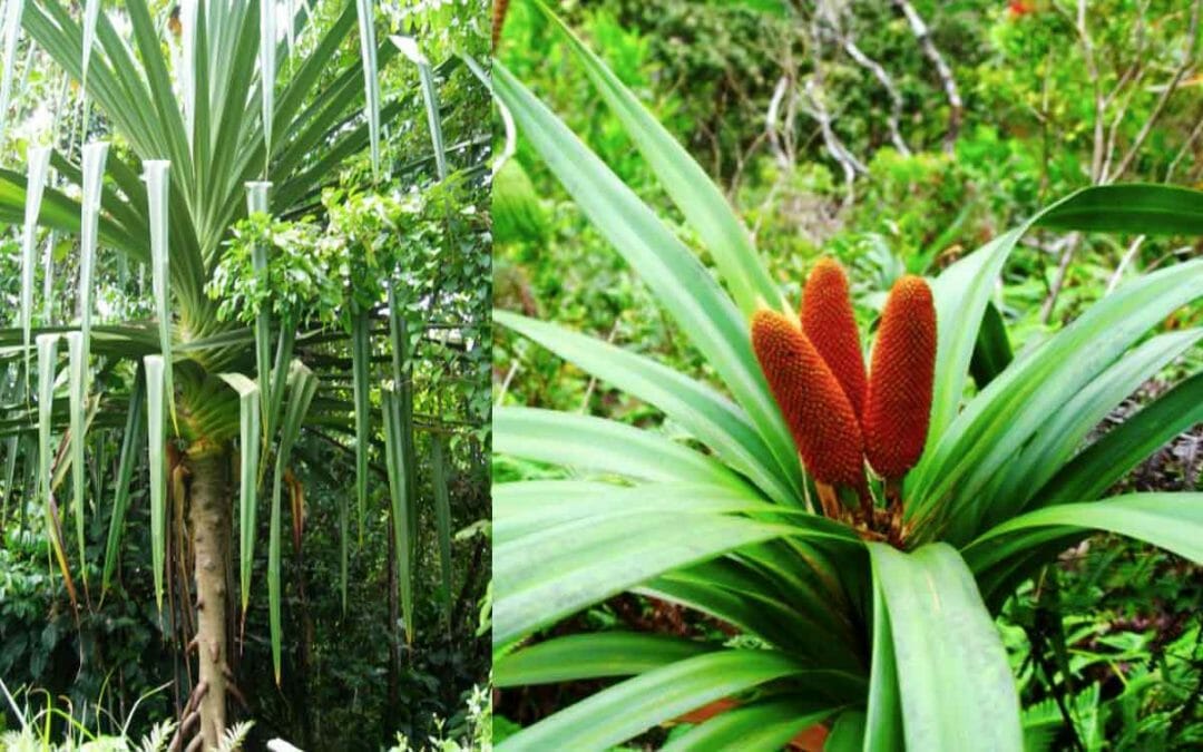Pohon Buah Merah Papua Banyak Di Cari Untuk Herbal