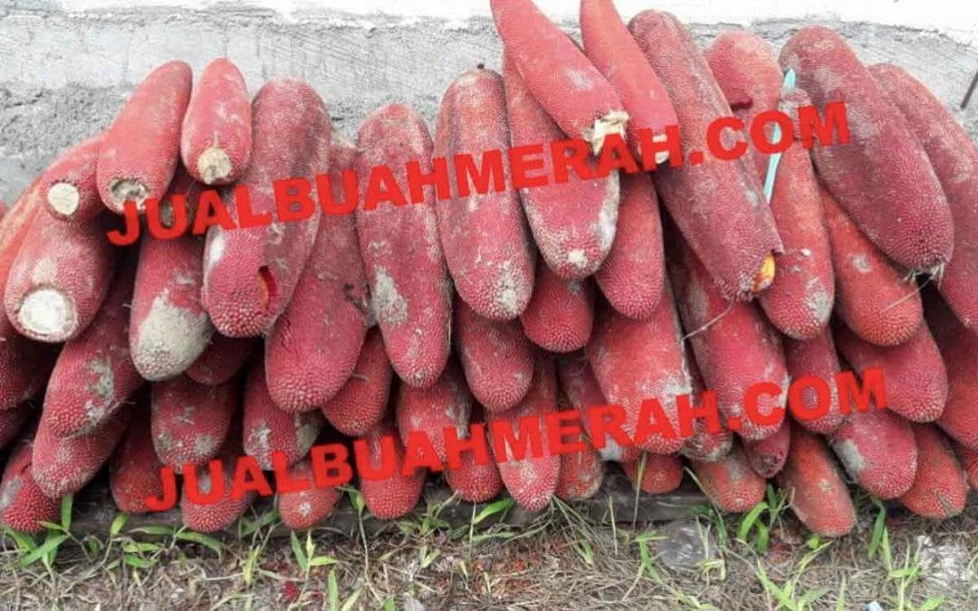 Buah Merah Herbal Alami Dengan Berbagai Manfaat yang Banyak Dicari