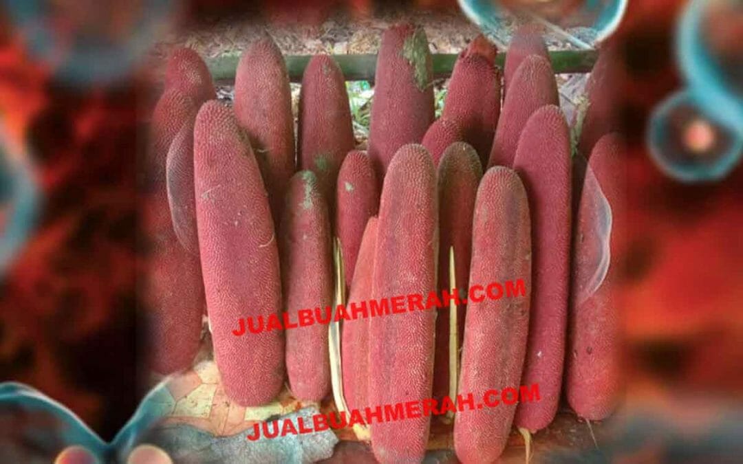 Buah Merah untuk Kanker,  Obat Alami Dari Papua yang Sudah Diteliti