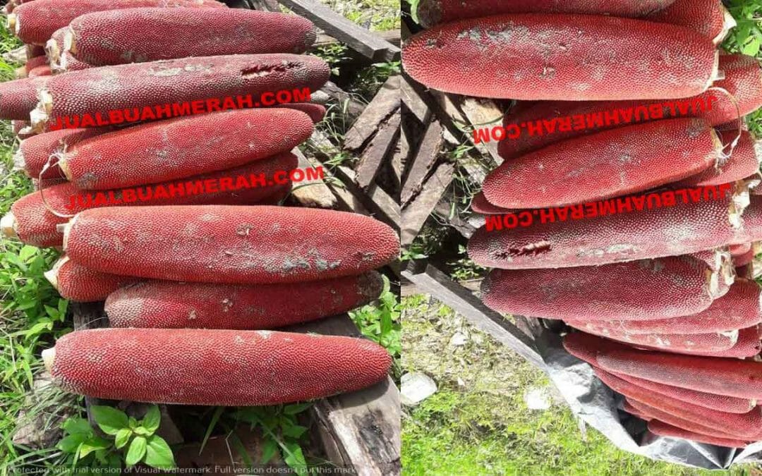 Tanaman untuk Daya Tahan Tubuh Buah Merah