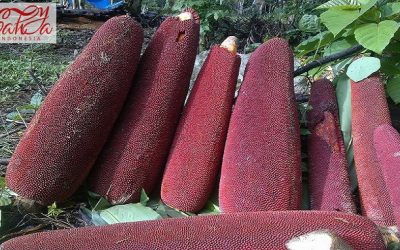 Buah Merah dari Papua: Khasiat, Nutrisi, dan Tips Konsumsi