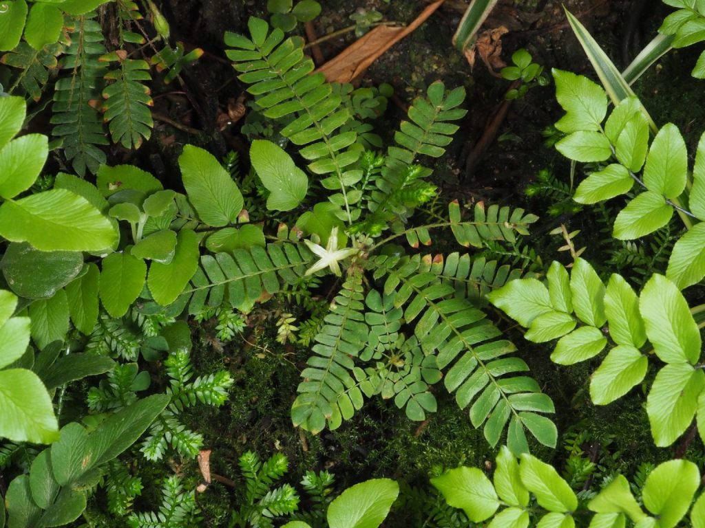 rumput kebar manokwari