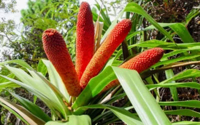 Pohon Buah Merah Papua: Cara Mengatasi Penyakit Degeneratif Secara Alami