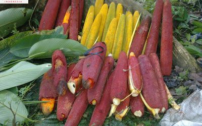 Buah Merah vs Minyak Ikan: Siapa Raja Omega 3 & 9?