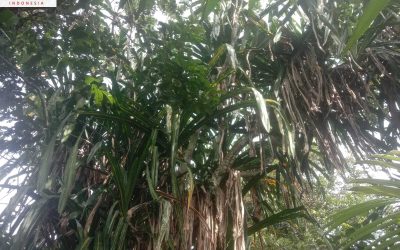 Buah Merah: Herbal Ampuh untuk Meredakan Radang Sendi