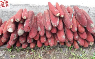 Cara Cepat Turunkan Kolesterol dengan Buah Merah: Solusi Alami yang Ampuh