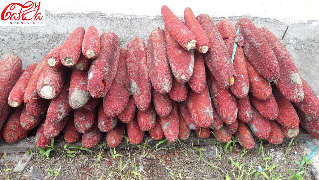 cara cepat turunkan kolesterol dengan buah merah