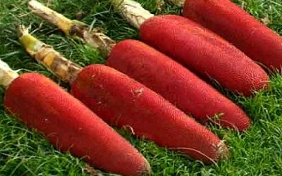 Buah Merah Menjaga Tekanan Darah: Solusi Alami yang Ampuh