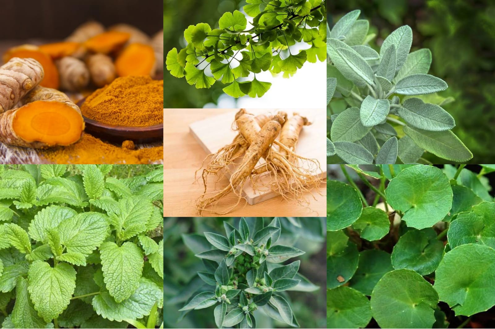 tradisi obat herbal