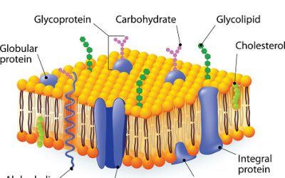 Apa yang Dimaksud Membran Sel? Struktur, Fungsi, dan Peranannya