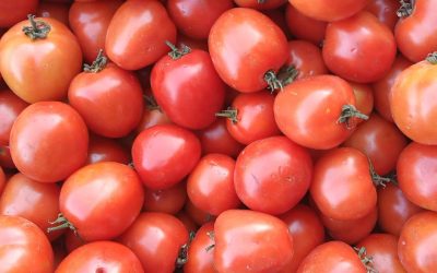 Khasiat Tomat untuk Prostat: Fakta Ilmiah di Balik Lycopene