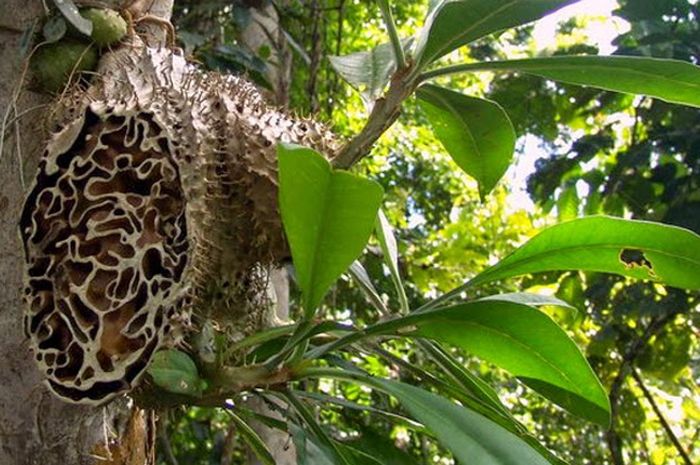 teh sarang semut papua