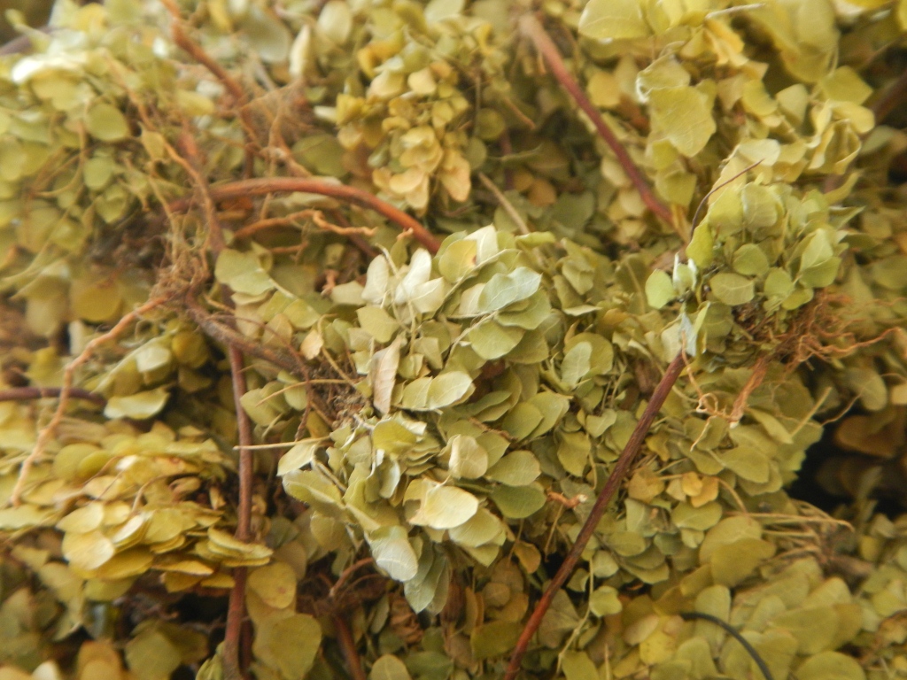papua new guinea plants
