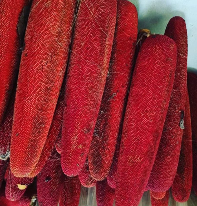 508e844af4b7ca156bfcee9683d5b4f2 aturan minum buah merah papua