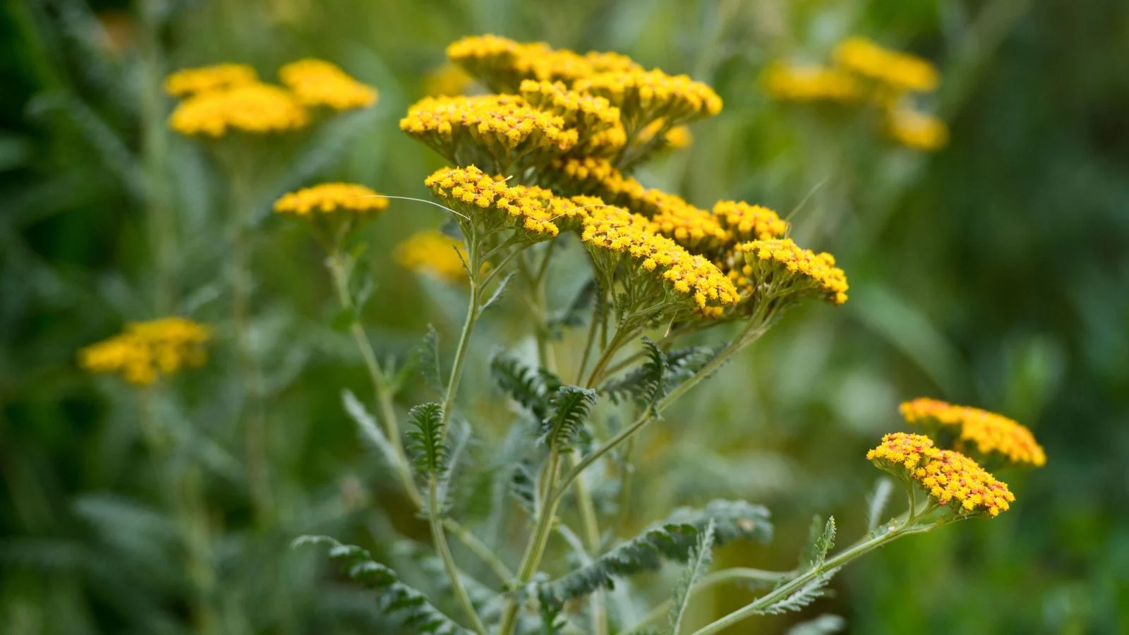 herbs-yellow-flowers herbal tonics