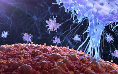 Rekomendasi Makanan Penambah Imun Tubuh