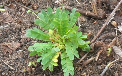 Harga Rumput Kebar Asli Papua, Kisaran Lengkap