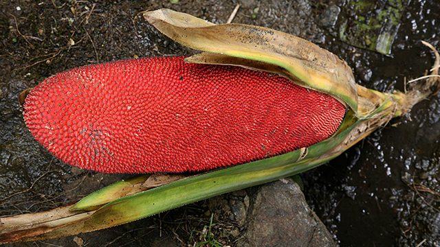 buah warna merah untuk obat