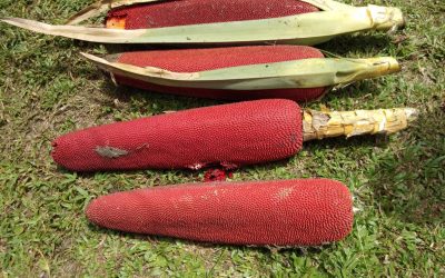 Jamu Buah Merah, Herbal Alami untuk Kesehatan