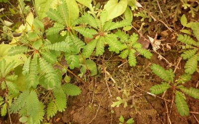 Mitos Rumput Kebar untuk Kesuburan, Benarkah