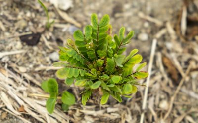 Sari Rumput Kebar untuk Kesuburan, Fakta Ilmiahnya