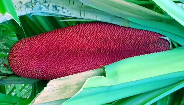 penelitian buah merah