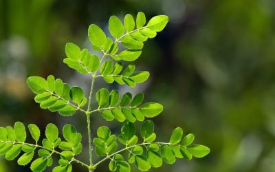Budaya Rumput Kebar, Herbal dan Maknanya
