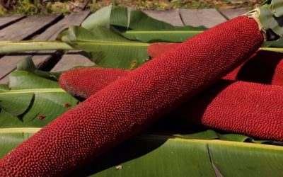 Habitat Buah Merah dan Syarat Tumbuhnya