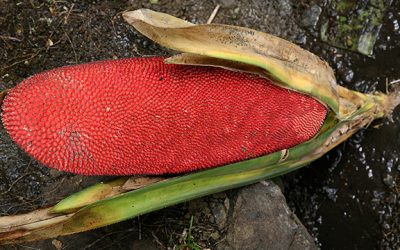 Getah Buah Merah Papua dan Kandungannya