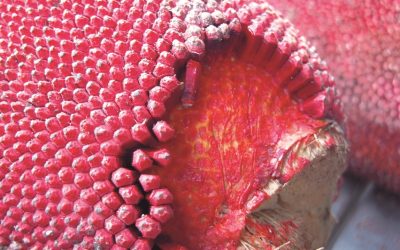 Penelitian Buah Merah untuk Kesehatan Tubuh