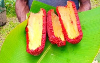 Buah Merah Asam Irian, Varietas atau Mitos