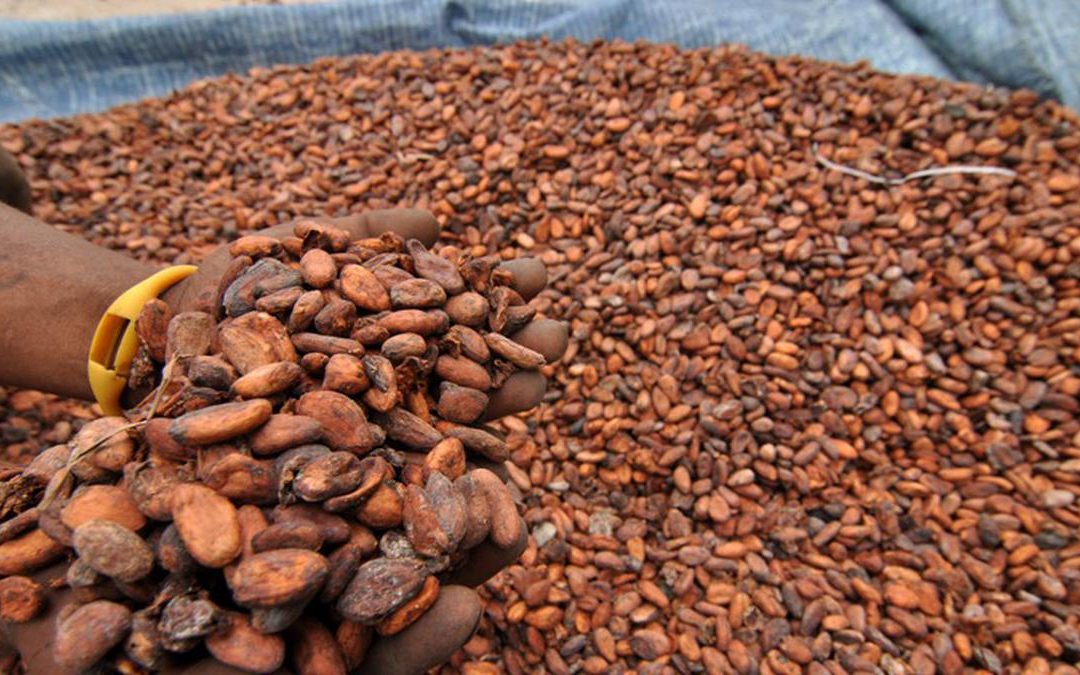 Cocoa Production in Papua New Guinea, Facts and Challenges