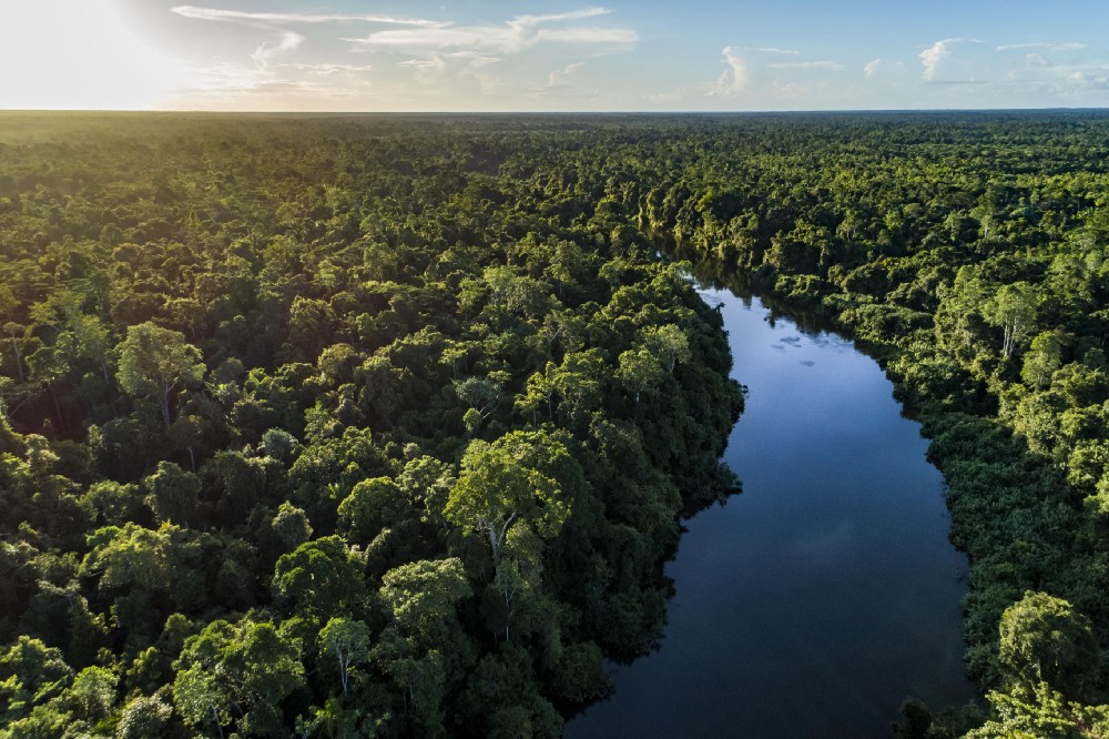 hutan hujan tropis di papua
