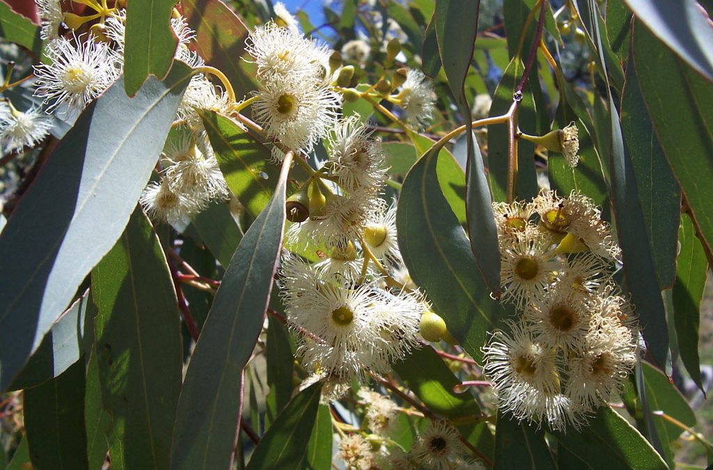Eucalyptus Papua, Rainbow Trees, Native Species, and Uses