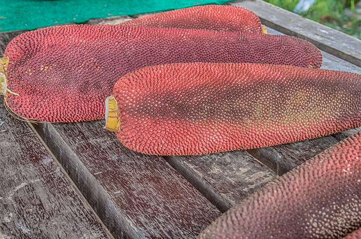 papua new guinea native fruits