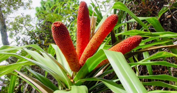 cara mengolah buah merah