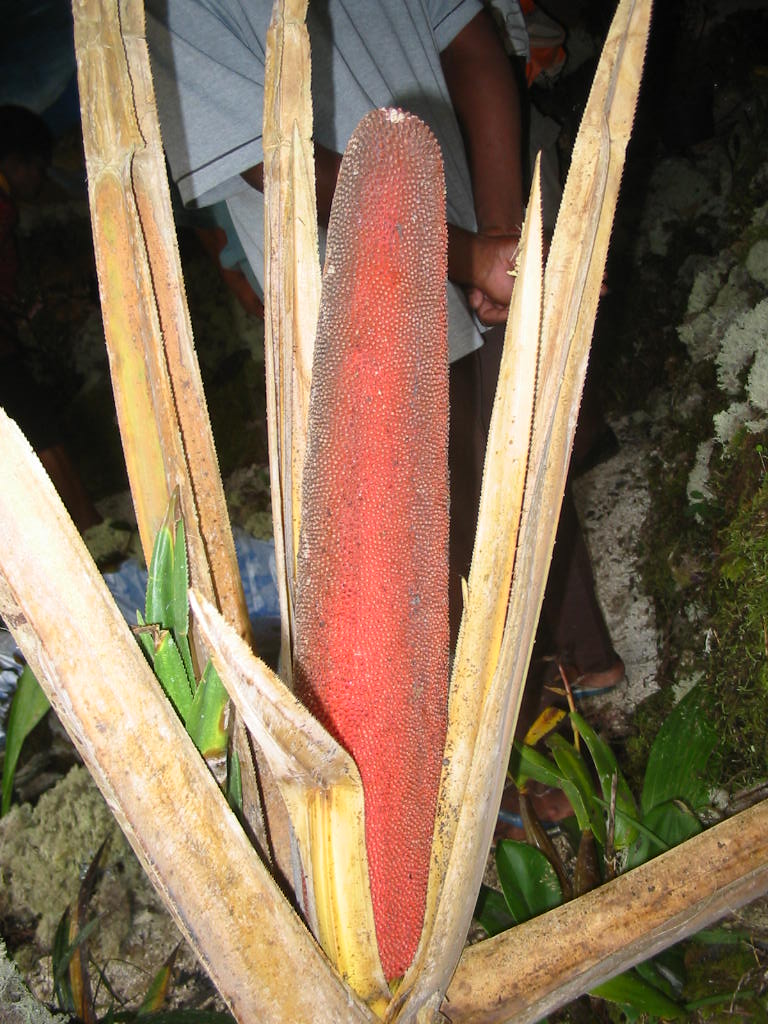 manisan buah merah