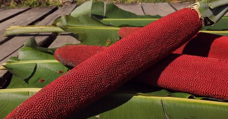 manisan buah merah
