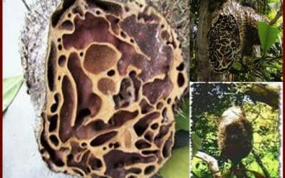 Kandungan Sarang Semut Papua yang Bermanfaat Untuk Tubuh