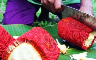 Manfaat Khasiat Buah Merah Papua Untuk Berbagai Keluhan