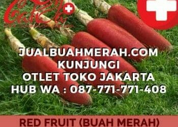 Agen Buah Merah Papua Asli di Jakarta