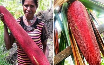 Manfaat Buah Merah Oil Papua Untuk Banyak Keluhan