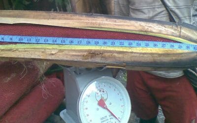 Kasiat Buah Merah Papua Untuk Menyembuhkan Penyakit Apa Saja