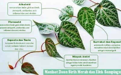 WOW!! 5 Khasiat Daun Sirih Merah Perlu Anda Ketahui