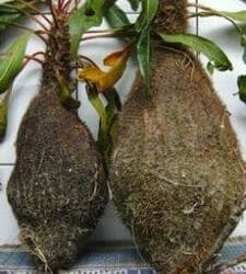 5 Khasiat Sarang Semut yang Asli, Jangan Salah Pilih yang Palsu