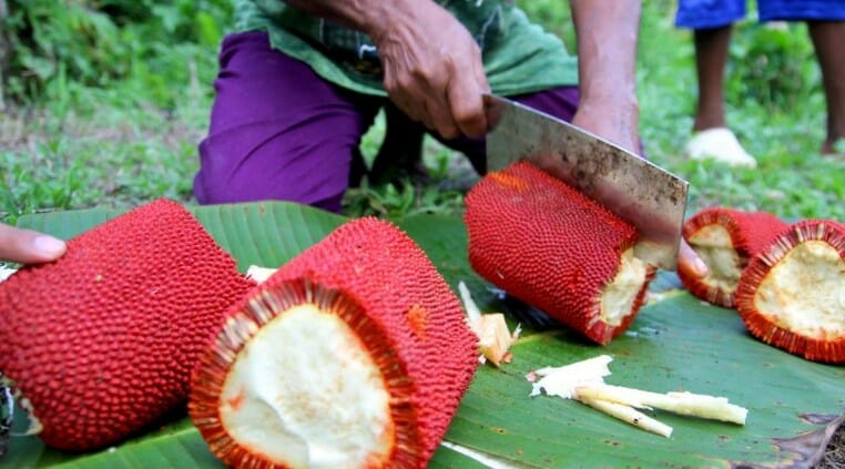 5 Manfaat Getah Kayu Buah Merah, Khasiat Minyak Dari Pohon Papua